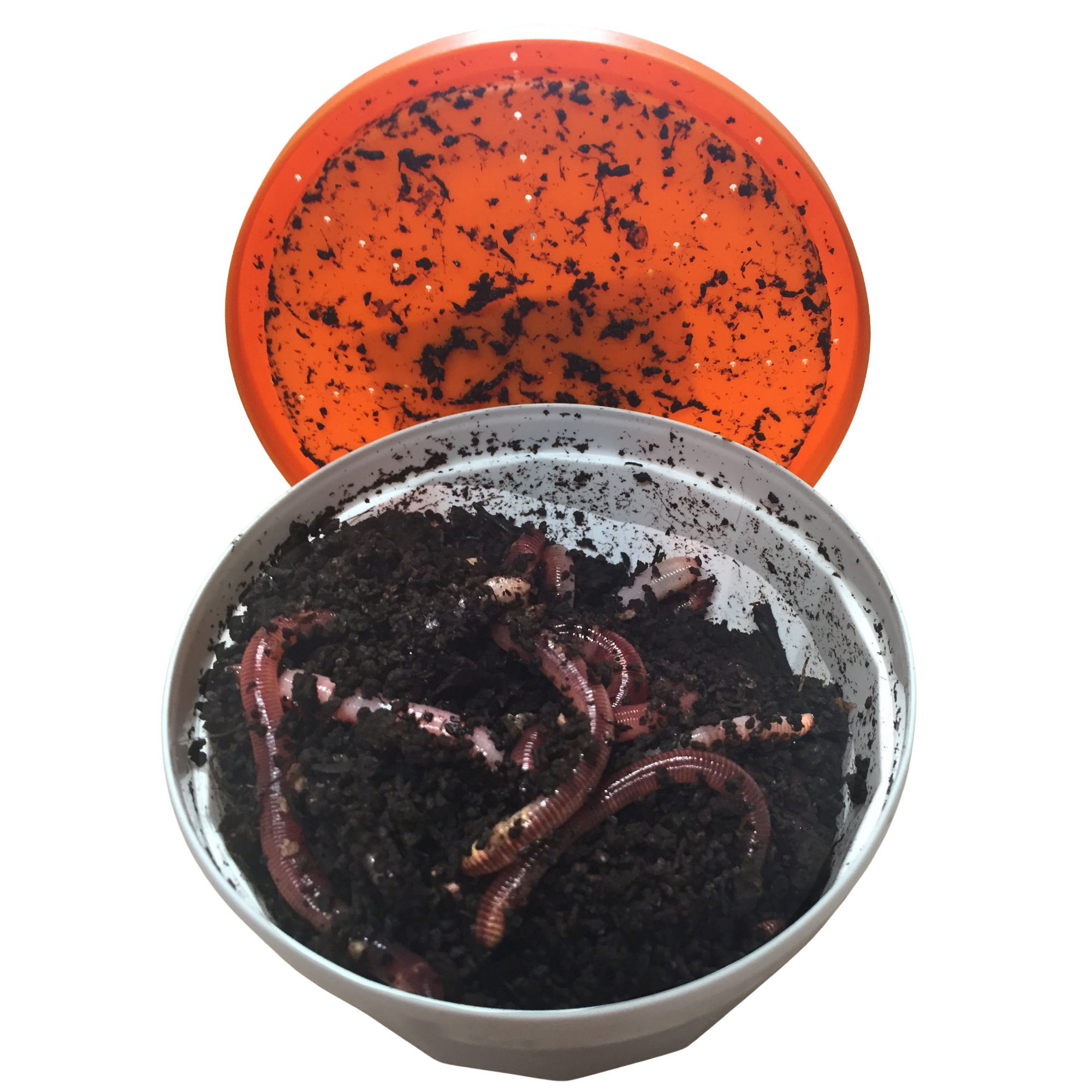 Dendro Worms (Tub)