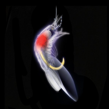 Load image into Gallery viewer, Hayabusa Sabiki EX Ultra One Touch Salt Water Rig (UV White Shrimp)(Size 16)(6 Pack)