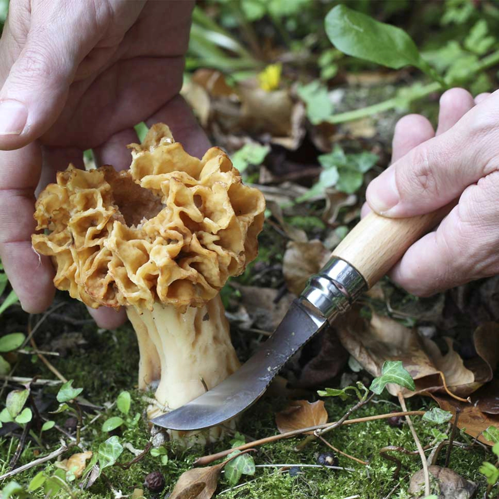 Opinel #8 Mushroom Knife