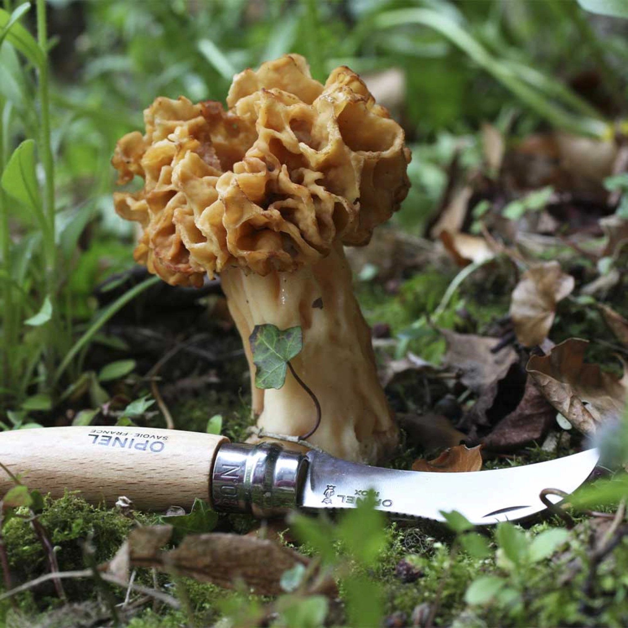 Opinel #8 Mushroom Knife