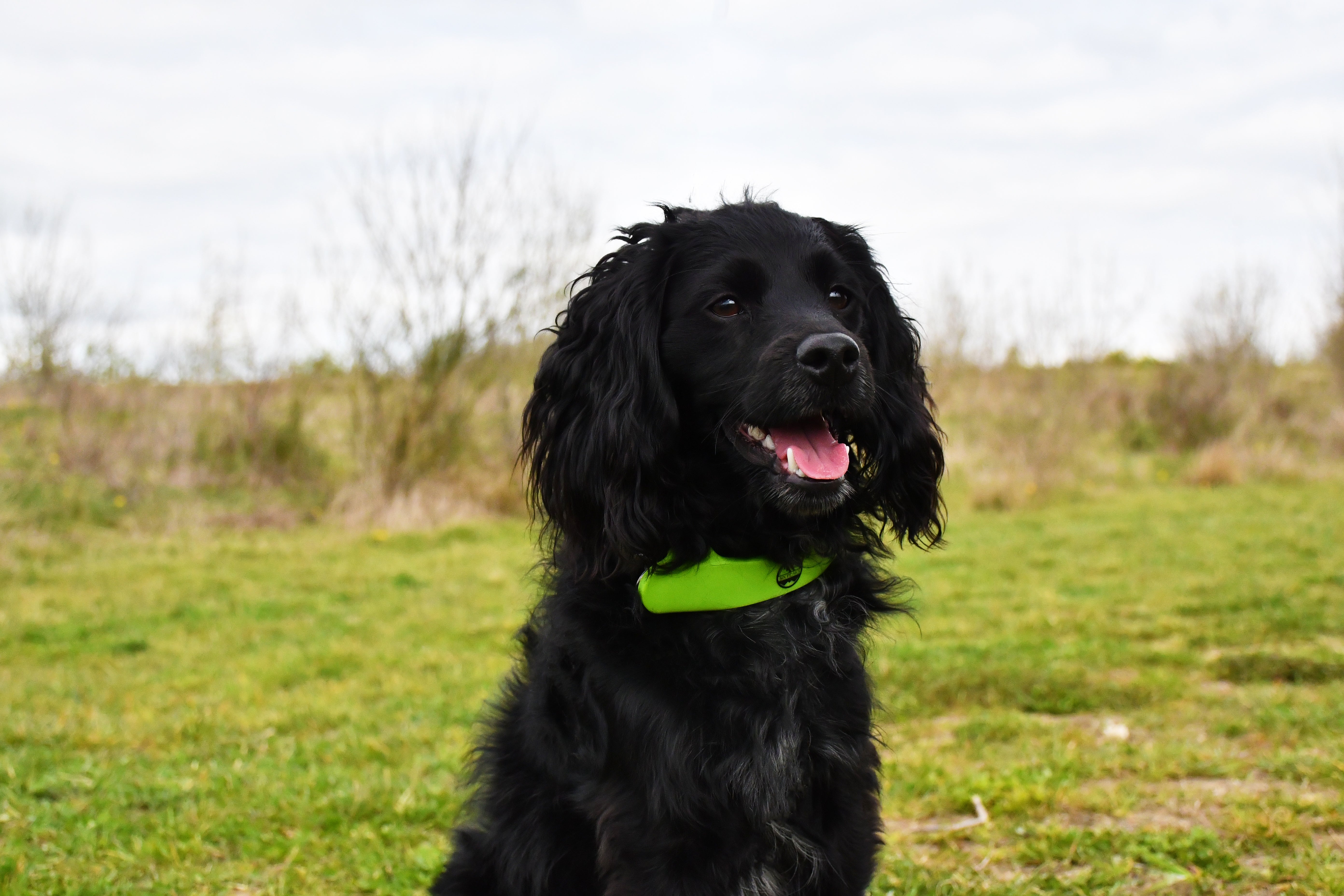 Six Peaks LED Light Dog Collar Attachment (Fluo Yellow)