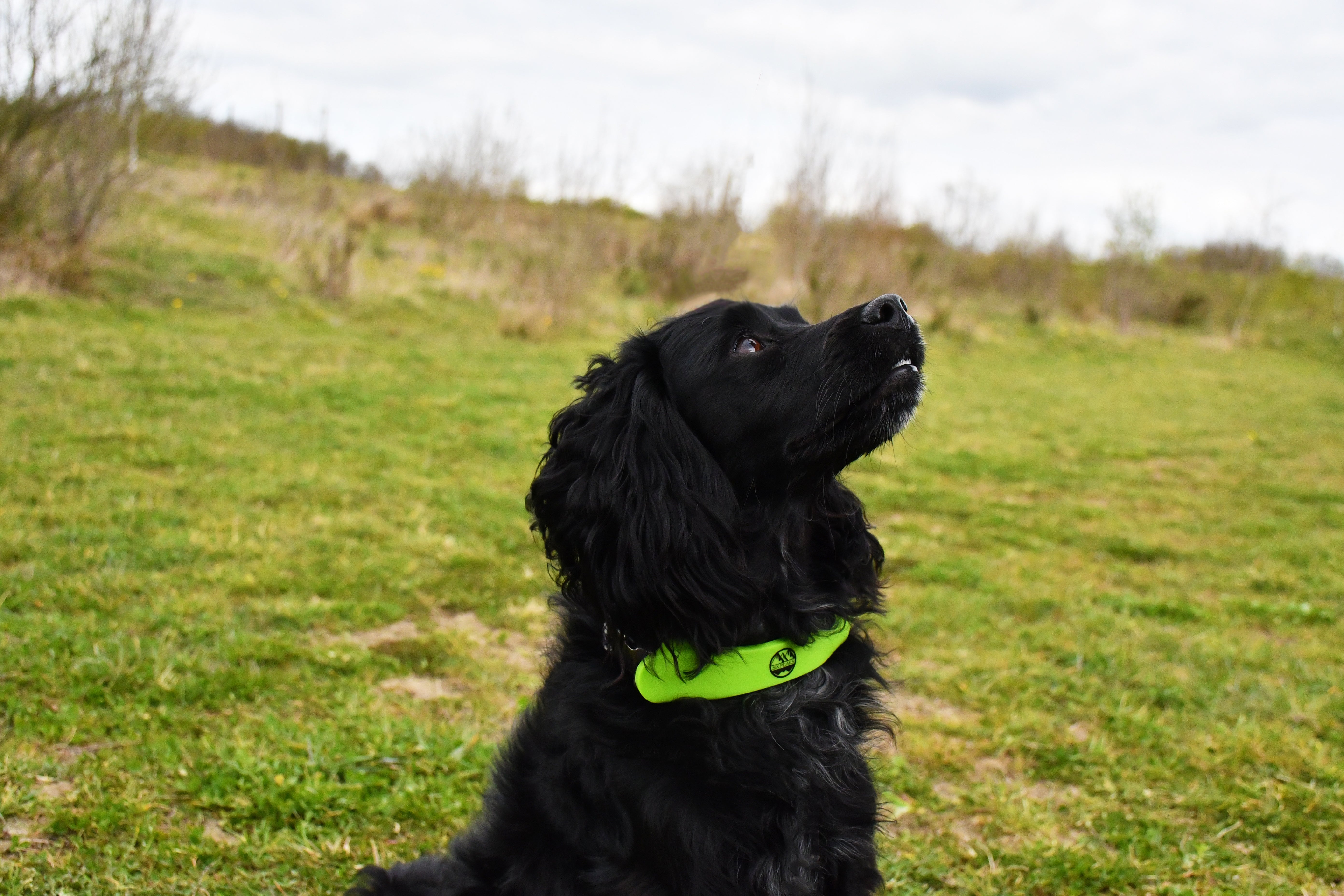 Six Peaks LED Light Dog Collar Attachment (Fluo Yellow)