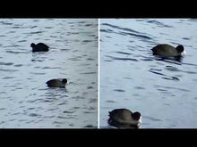 Load and play video in Gallery viewer, Kite Optics APC Image Stabilising Waterproof Binoculars (16x42)