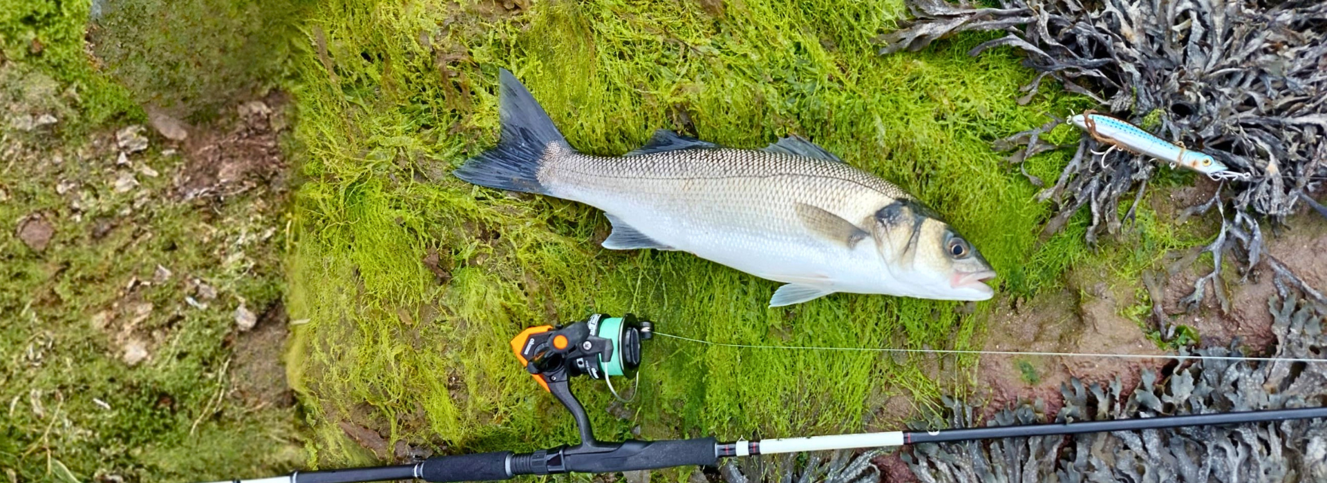 Sea Bass Angling