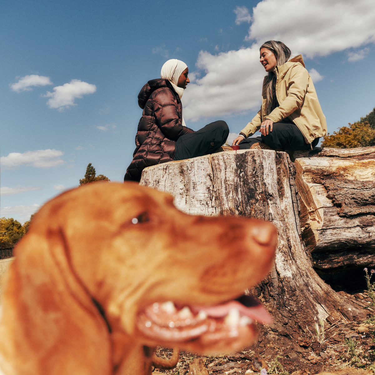 Two women sitting on a fallen tree with a dog in the foreground. Blue sky above. One woman wearing Berghaus Women's Explorer Long Hooded Down Insulated Jacket Chakra Deep Purple 002 A002093
