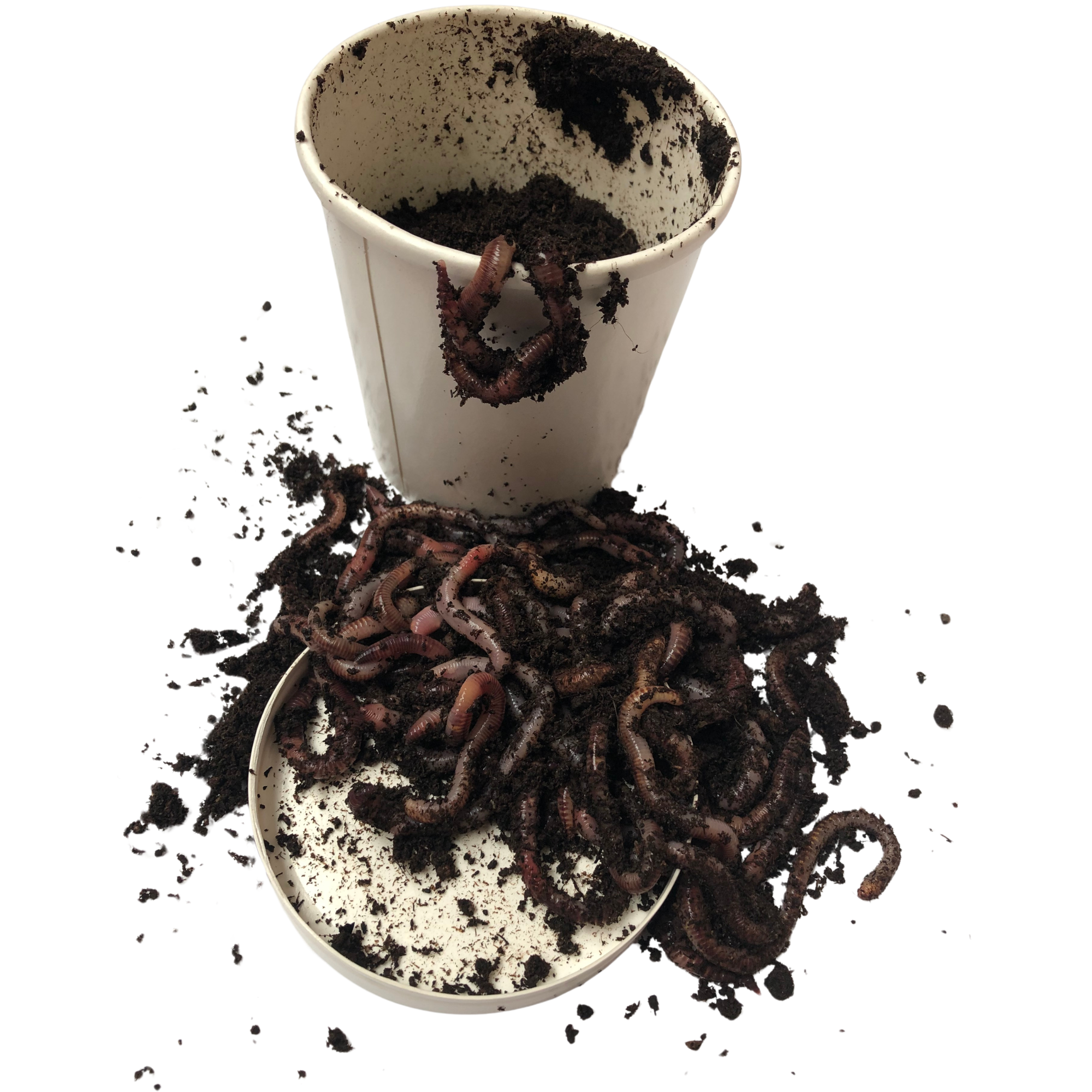 Dendro Worms (Large Pot)