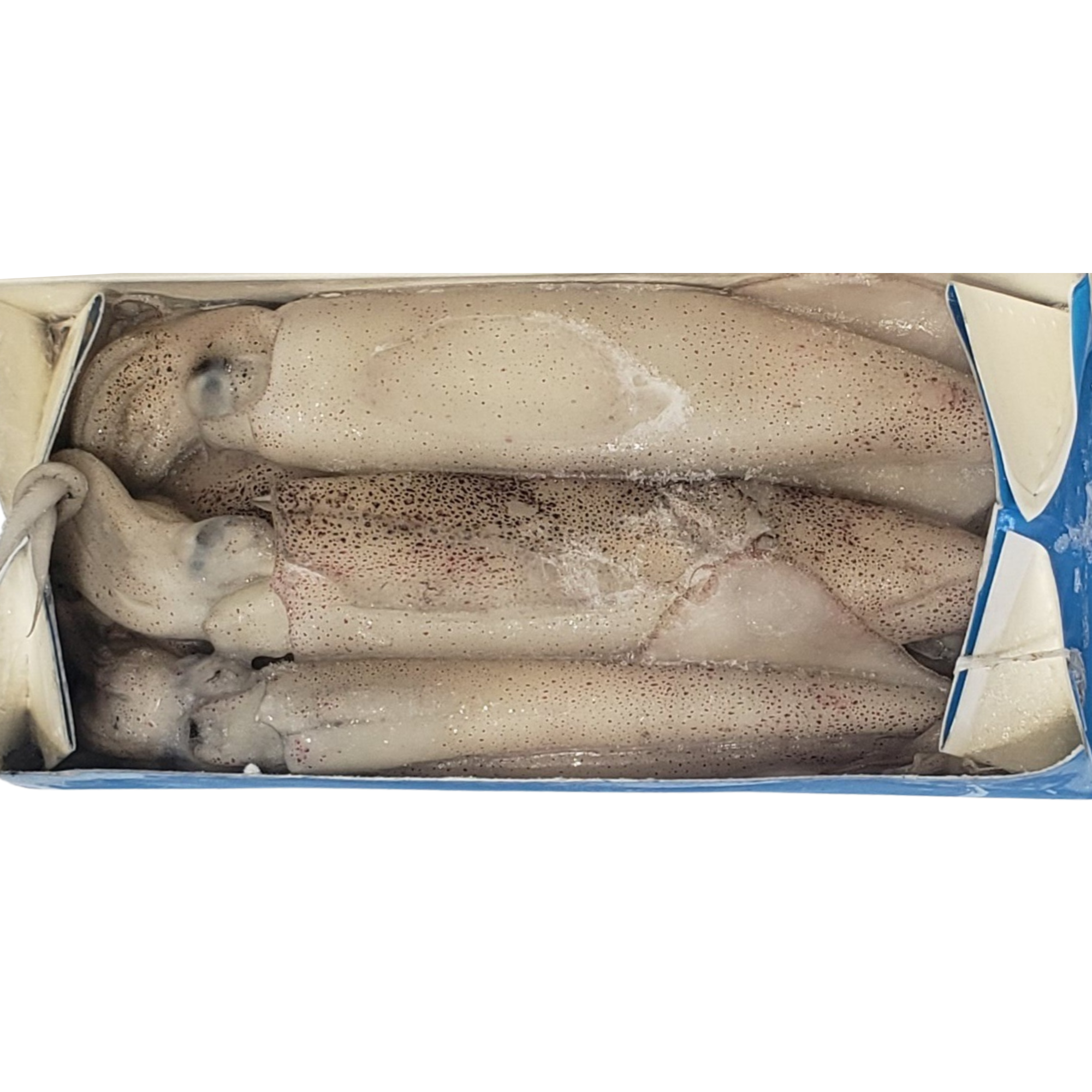 Frozen Bait - Box of Squid