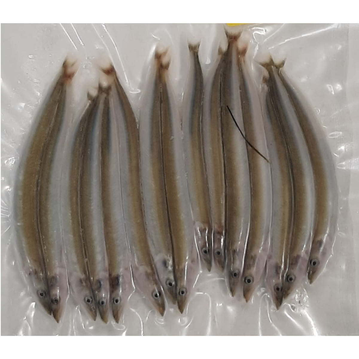 Frozen Bait Sandeels Fishing Small