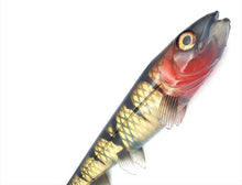 Load image into Gallery viewer, Hostagevalley Shad Soft Lure (14cm/25g)(Transparent Perch)
