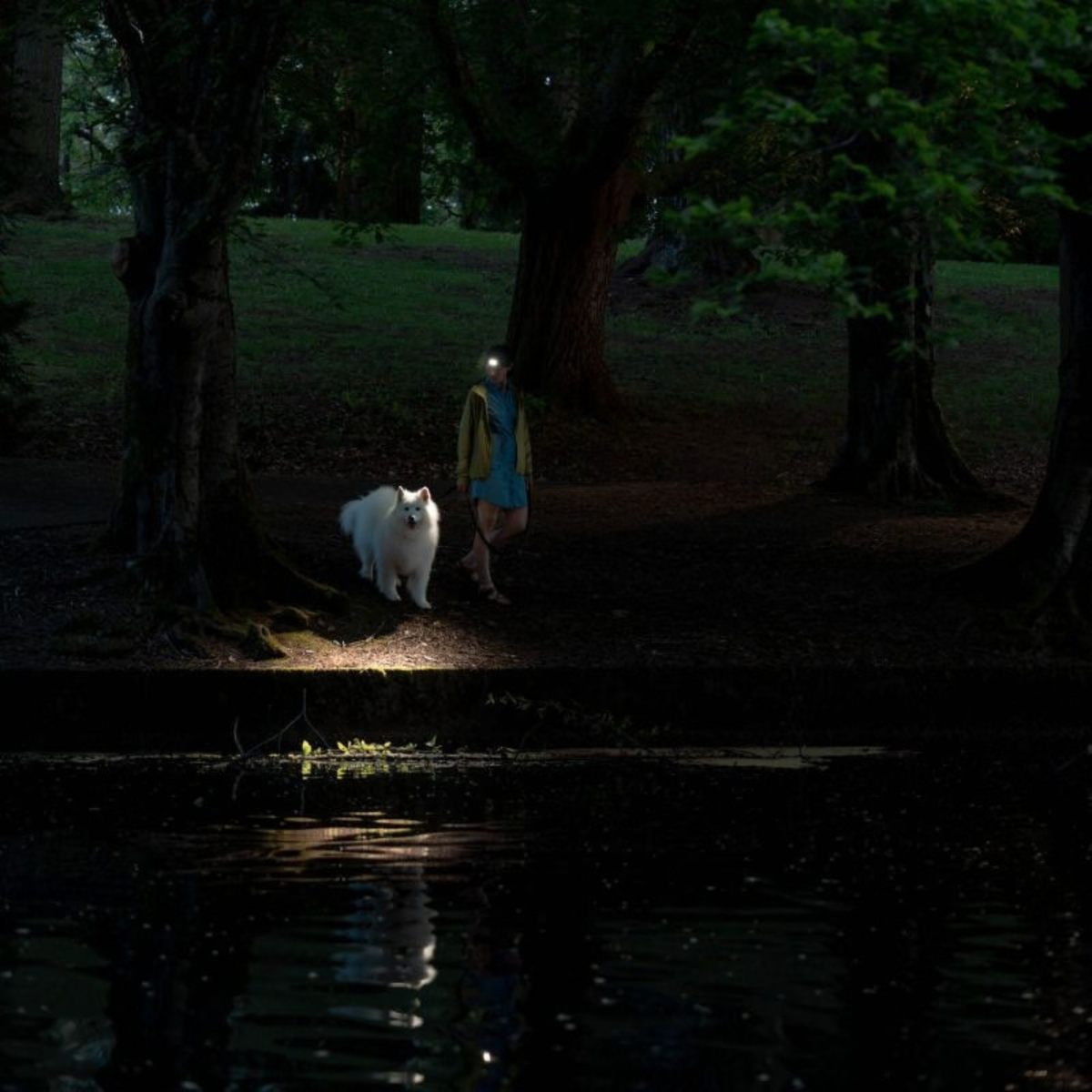 A person wearing a Ledlenser HF4R CORE Rechargeable Headlamp Black 502790 walks with a white dog along a dark wooded path beside a reflective body of water at night.