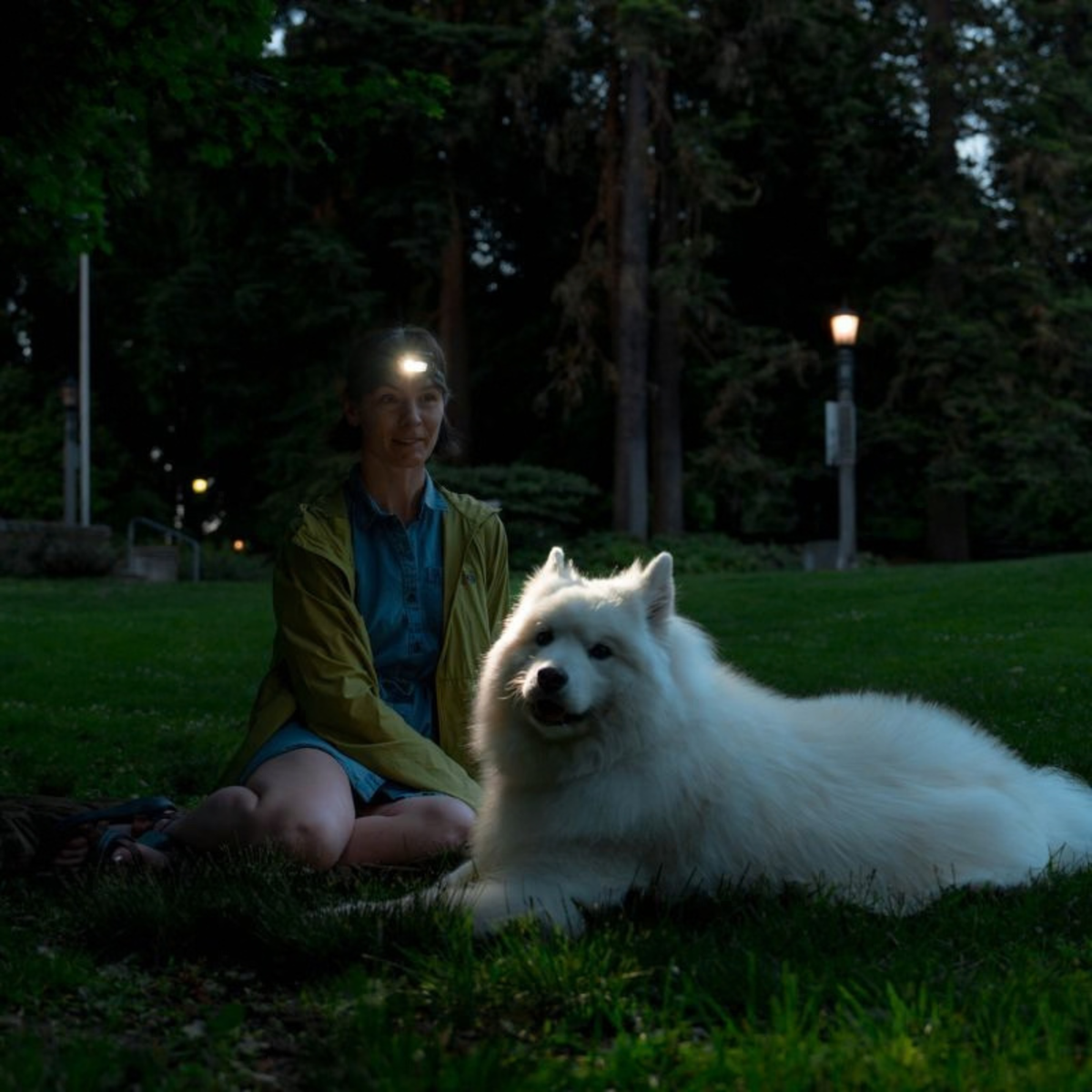 A woman wearing a Ledlenser HF4R CORE Rechargeable Headlamp Black 502790 and a yellow-green jacket sits on grass next to a fluffy white dog in a dark outdoor park at night, with trees and lit streetlights in the background.