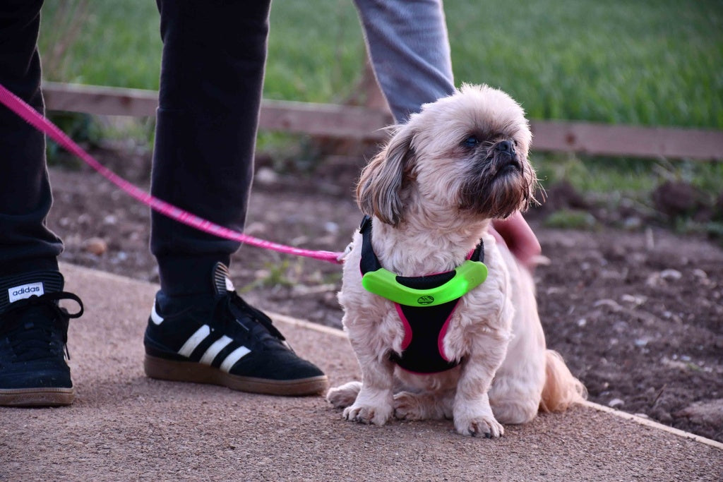 Six Peaks LED Light Dog Collar Attachment (Fluo Yellow)
