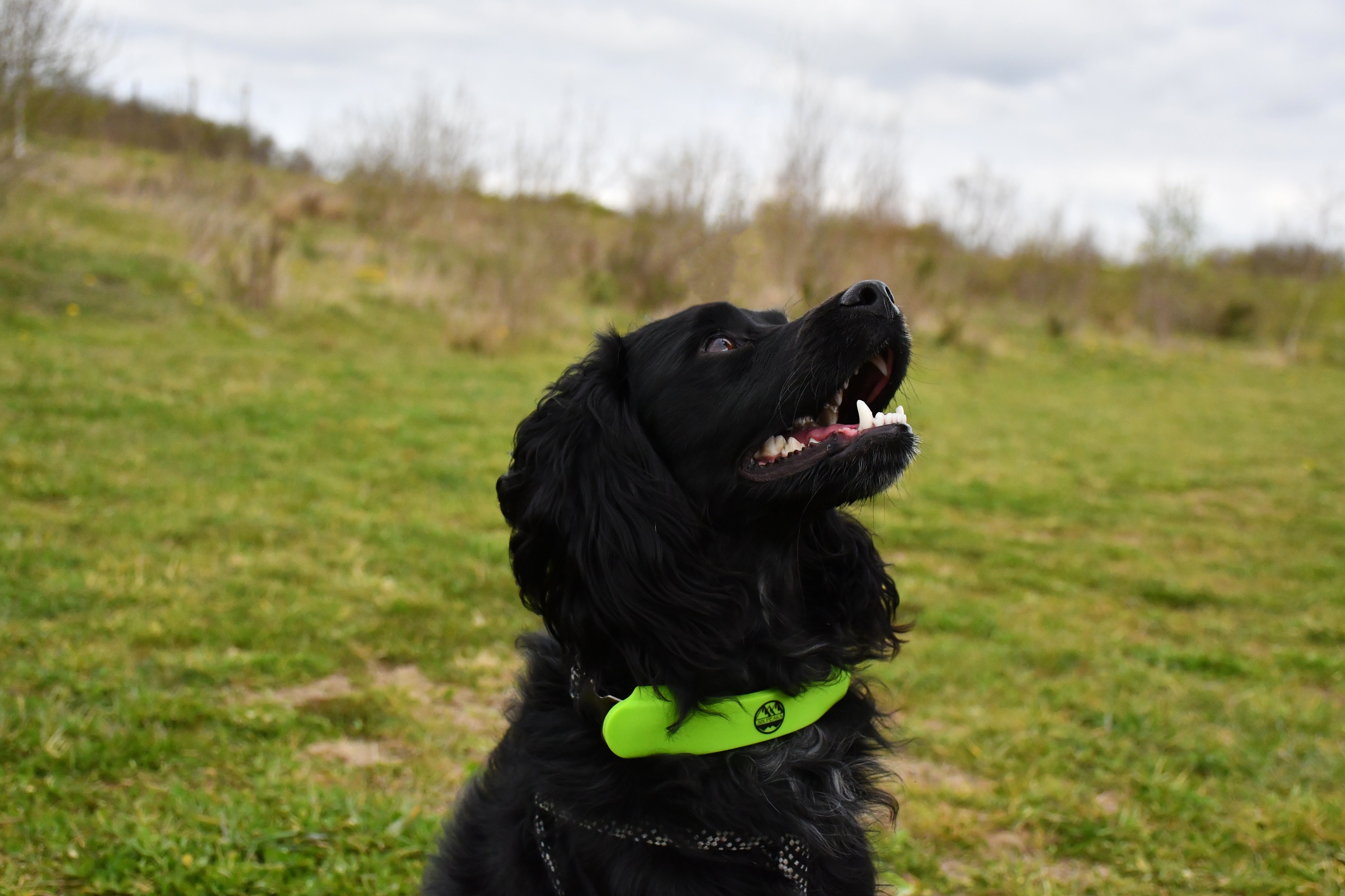 Six Peaks LED Light Dog Collar Attachment (Fluo Yellow)