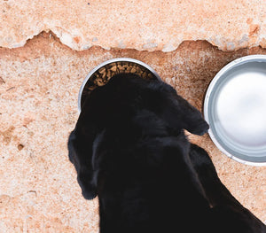 Yeti Boomer 4 Dog Bowl (Black)