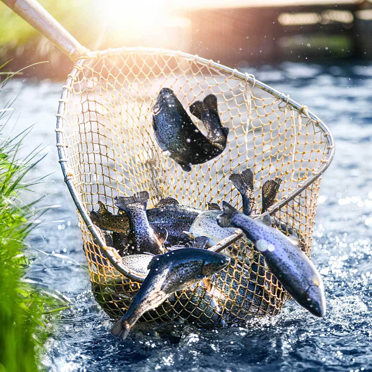 Fishing Net