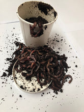 Load image into Gallery viewer, Dendro Worms (Large Pot)

