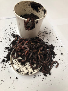 Dendro Worms (Large Pot)