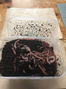 Dendro Worms (Quarter Kilo)
