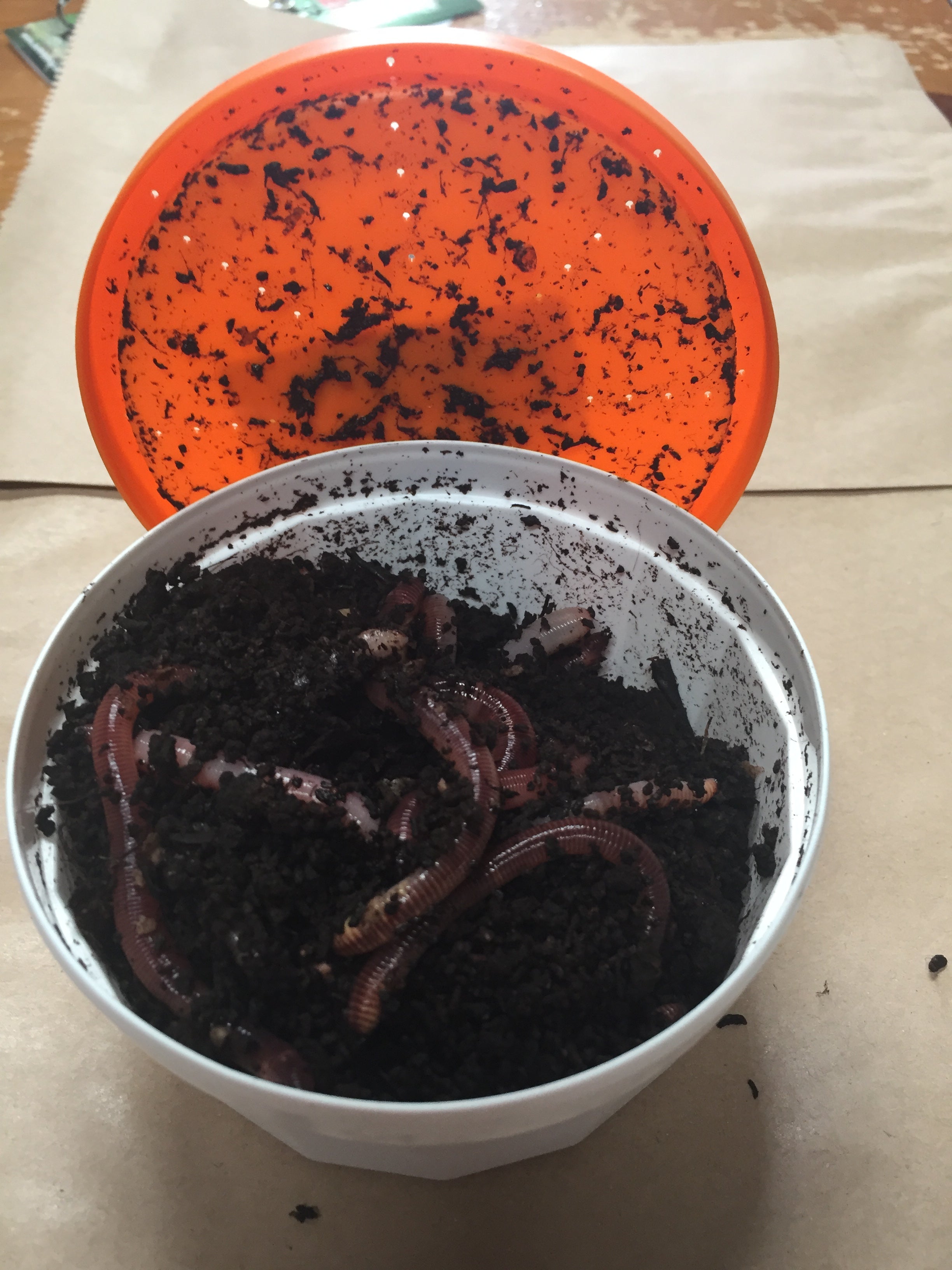 Dendro Worms (Tub)(COLLECTION ONLY)