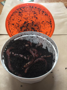 Dendro Worms (Tub)