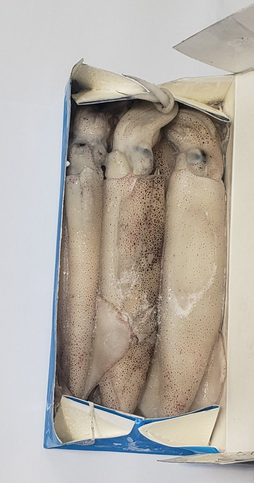 Frozen Bait - Box of Squid (COLLECTION ONLY)