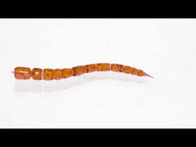 Load and play video in Gallery viewer, Westin BloodTeez Worm 5.5cm (10 Pieces) Colour Green Pumpkin Purple
